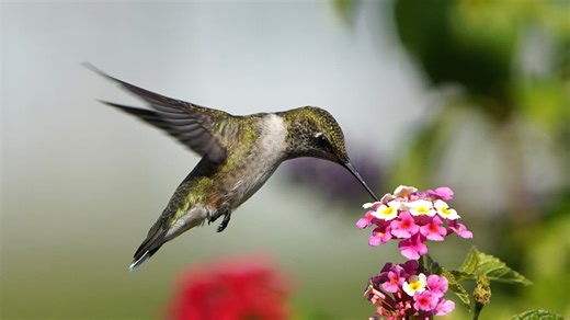 When do hummingbirds come to NJ? Check out this migration tracker