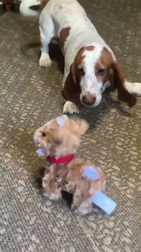 Flash Meets a Screaming Goat.