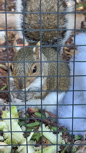 80 reactions · 10 comments | Gave Scooter some poly-fill to add to her nest … she had other plans 藍 | Squirrelly AF Wildlife Sanctuary | Facebook