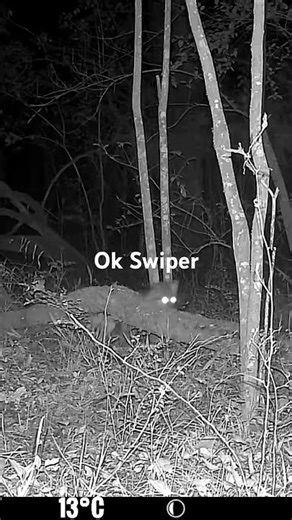 Sneaky Fox Tales