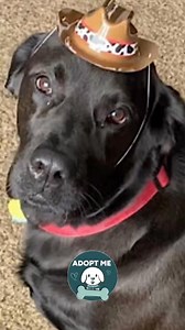 226 reactions · 83 shares | Meet Rick, a soulful nine-year-old...