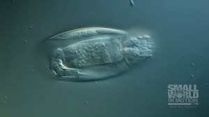 Are We Really Alone in the Universe? Why Alien Life Might Not Exist