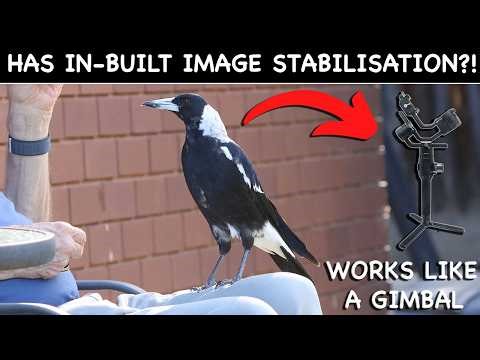 Why are their heads not moving? HEAD-LOCKING phenomenon of Birds