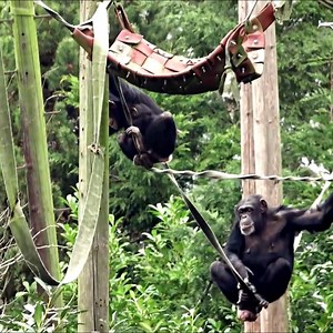 3K views · 118 reactions | Watch This Amazing Young Chimp Care For Her Baby Chimp Brother #reelsviralシ | AnimalLovely | Facebook