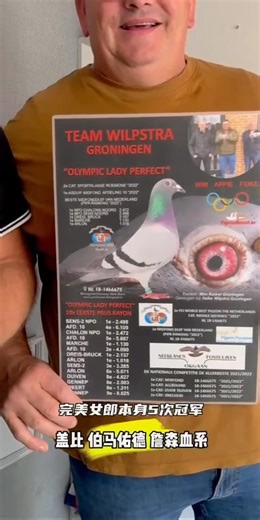 🇳🇱 TIK TOK CHINA 🇳🇱 Van ons bezoek hebben wij een prachtig filmpje ontvangen van onze chineese gast! Deze willen we graag met jullie delen! - 🌍 TIK TOK CHINA 🌍 We received a wonderful video from our Chinese guest after there visit! We'd love to share it with you! | Wilpstra Pigeons