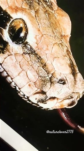 Indian python close camera shot #dangerous #snake #largest #snake #scary video clip#trending #shorts