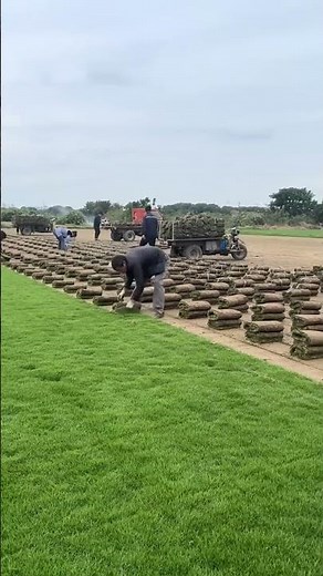 ⚽ Tips for Planting Professional Football Field Grass