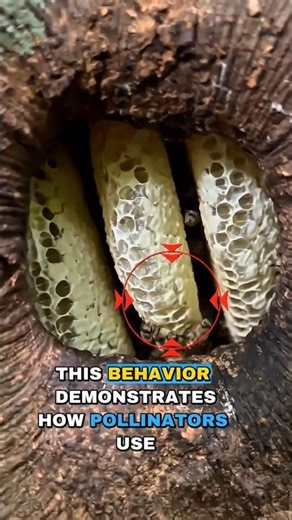 The Smart Design Inside Bee Colonies