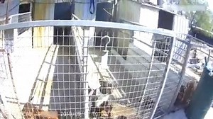 NEWS UPDATE-- WARNING DISTRESSING CONTENT : The RSPCA has seized a large number of dogs and puppies in raids on four properties in the Lockyer Valley. They are now being cared for at the organisations headquarters at Wacol after being recovered by authorities yesterday. Inspectors located hundreds of animals for breeding and sale purposes, which were found living in unhygienic confined conditions and needed to be treated for medical conditions. Investigations are ongoing. (Video: RSPCA Queenslan