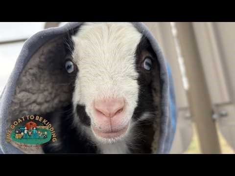 Twin Baby Goats! Live Goat Birth Number 6