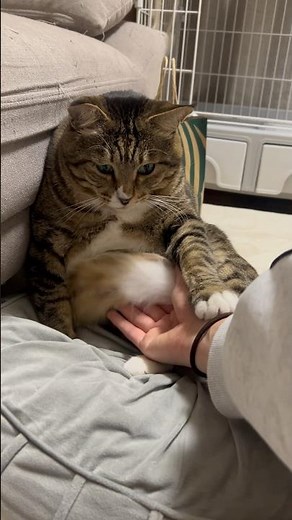 姉やんに太っている事を指摘されて落ち込んでます#ほたて君#元ボス猫#7.8kg#保護猫#ぬいぐるみ