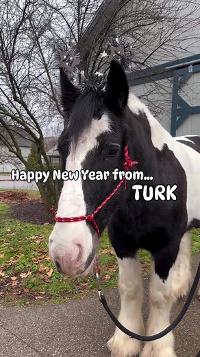 Happy new year from our herd to yours! 🥳 | Kentucky Horse Park