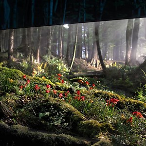 BRAVIA OLED: Where stunning colours and unique design unite for exceptional TV viewing. | Sony UK