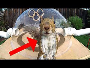 3 Things You Must See: Backyard Squirrelympics 3.0