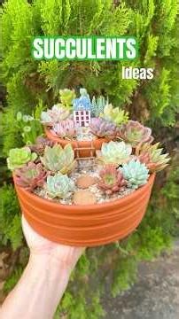 DIY Succulent Mini Garden (Easy Beginner Tutorial!)