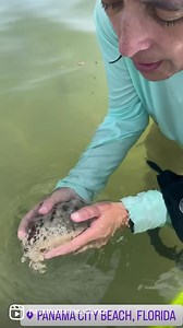 What is a sea hare? Check out what we found snorkeling today. It is an amazing (reduced shell) mollusk🐌🤿🤓. #scienceteachersofinstagram #panamacitybeach #scienceteachersofinstagram #navarrebeach #alwayslearning | Navarre Beach Marine Science Station