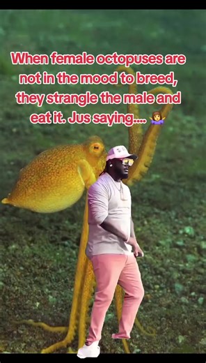 The Dark Side of Octopus Mating