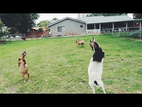 Introducing new goats to the HERD!