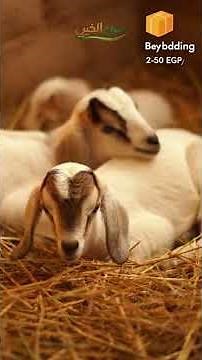 Project 10 sheep… Calculating profit step by step