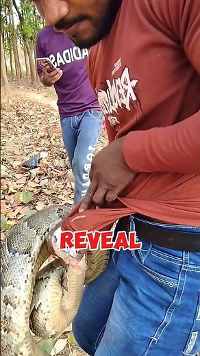 Unbelievable or Believe It or Not? This Python Has Razor-Sharp Teeth!