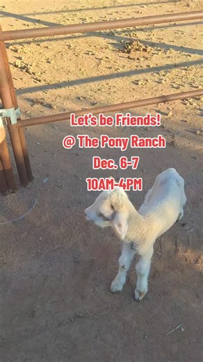The Pony Ranch will be open Dec 6-7, 10AM-4PM. #ponyrides #pettingzoo #casagrandeaz #toddlerfriendly #kidfriendly #familytime❤️ | The Pony Ranch featuring Tinytown | Facebook