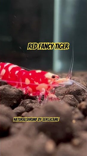 Red fancy tiger in NaturalShrimp by sergicame #shrimptank #naturalshrimp