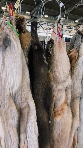 Catch me buying all the creepy stuff that is… 😬😅 Find the best weird stuff at Oddities & Curiosities Expo featuring:✨ Eccentric Supply ✨ Showtime Taxidermy ✨ Ghoulish Bunny Studios ✨ Stainedaze ✨ The Skeletorium 🔮 Visit OdditiesAndCuriositiesExpo.com for more info about our upcoming events #odditiesandcuriositiesexpo #creepitreal #weirdandwonderful | Oddities & Curiosities Expo