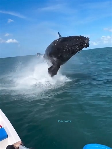 Interesting Facts About Whale Sleep Patterns