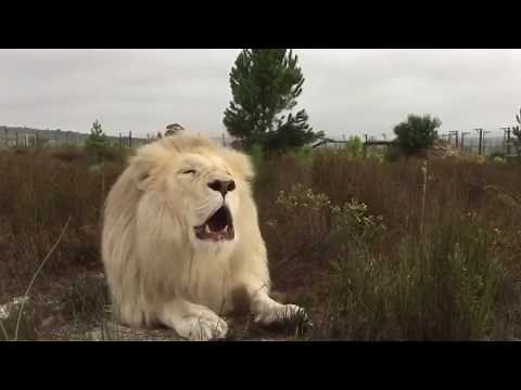 White lion roar in South Africa