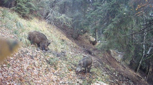 2.1K views | Zo šera smrečín sa na lesný chodník vytiahli diviaky. Viac v článku: https://tinyurl.com/44m53d4x | Plus TV | Facebook