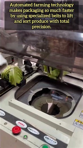 Precision Engineering Helping Modern Farms Process Lettuce Very Quickly