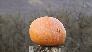 Dynamite Pumpkin Explodes Violent Gun Shot Stock Footage Video (100% Royalty-free) 3147616 | Shutterstock