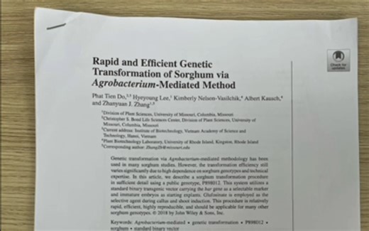 【读Protocol】Genetic Transformation of Sorghum via Agrobacterium-Mediated Method
