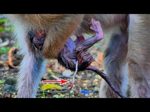 A beautiful moment—new monkey mother gives birth to her first baby.