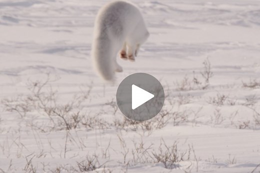 Incredible grace and power of leaping Arctic fox hunting for prey revealed in beautiful slow-motion video | Discover Wildlife