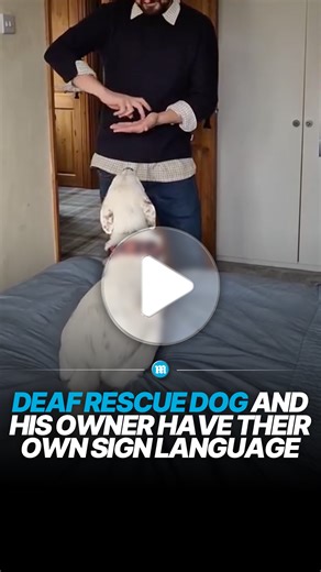Deaf rescue dog and owner communicate through sign language