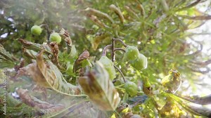 Horse chestnut at the beginning of fall on the tree with green and golden leaves in 4K