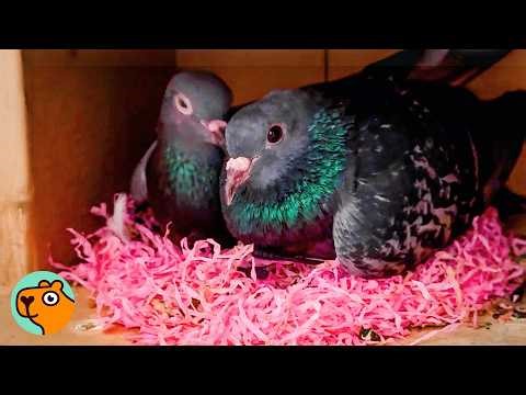 Sad Pigeon Falls In Love And Surprises Lady With A Nest! | Cuddle Buddies