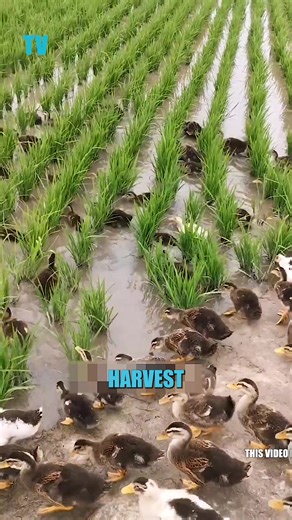 5K views · 49 reactions | Did you know ducks are released in farms in...