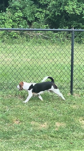 Koopa The Beagle on TikTok