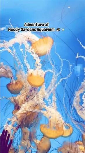 🐠Meet Jellyfish and Tropical Fish 🐠 | Moody Gardens Aquarium🐧✨