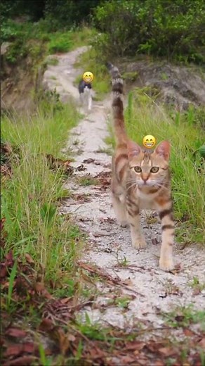 duck child and cat friendly #cat #cute