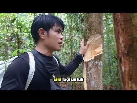 Part 15 jangan ragukan pohon gaharu kecil Isinya super.#di datangi seekor kijang
