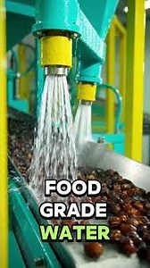 | Inside a Date Processing Factory From Farm to Export Packing