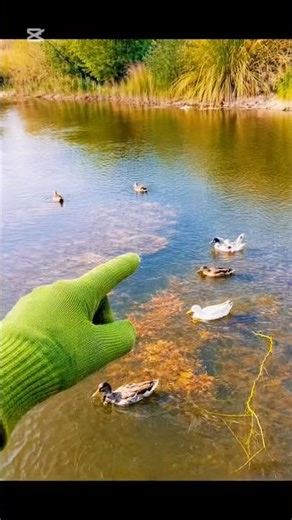 Ducks Swimming Freely in a Peaceful Pond 🦆🌿 | Relaxing Nature Scene #viral #Duck #shortvedio