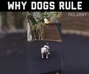 Why Dogs Rule
