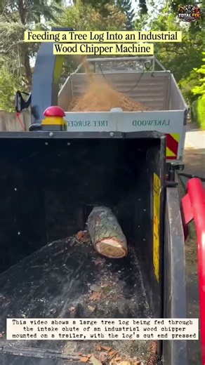 Feeding a Tree Log Into an IndustrialWood Chipper Machine