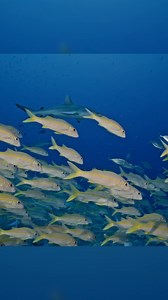 Meet the grey reef shark: daytime lagoon lounger, nighttime reef prowler! These sleek hunters gather in groups by day, chilling in reef passes and lagoons, before spreading out to hunt the reef under the cover of night. Found in tropical waters from the surface to 280m, they’re a common sight near reefs and drop-offs across the Indo-Pacific. For more info on this species visit the World of Sharks website through the link below. https://saveourseas.com/worldofsharks/species/grey-reef-shark/ Video