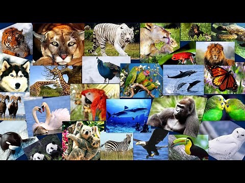 El desplazamiento de los animales