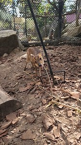 She's growing up fast! 🍼 The baby muntjac born to parents Colby and Violet in August is thriving in her exhibit! She’s been exploring every corner of her new home and loves the browse our keepers leave for her to munch on. 🌿 | Elmwood Park Zoo